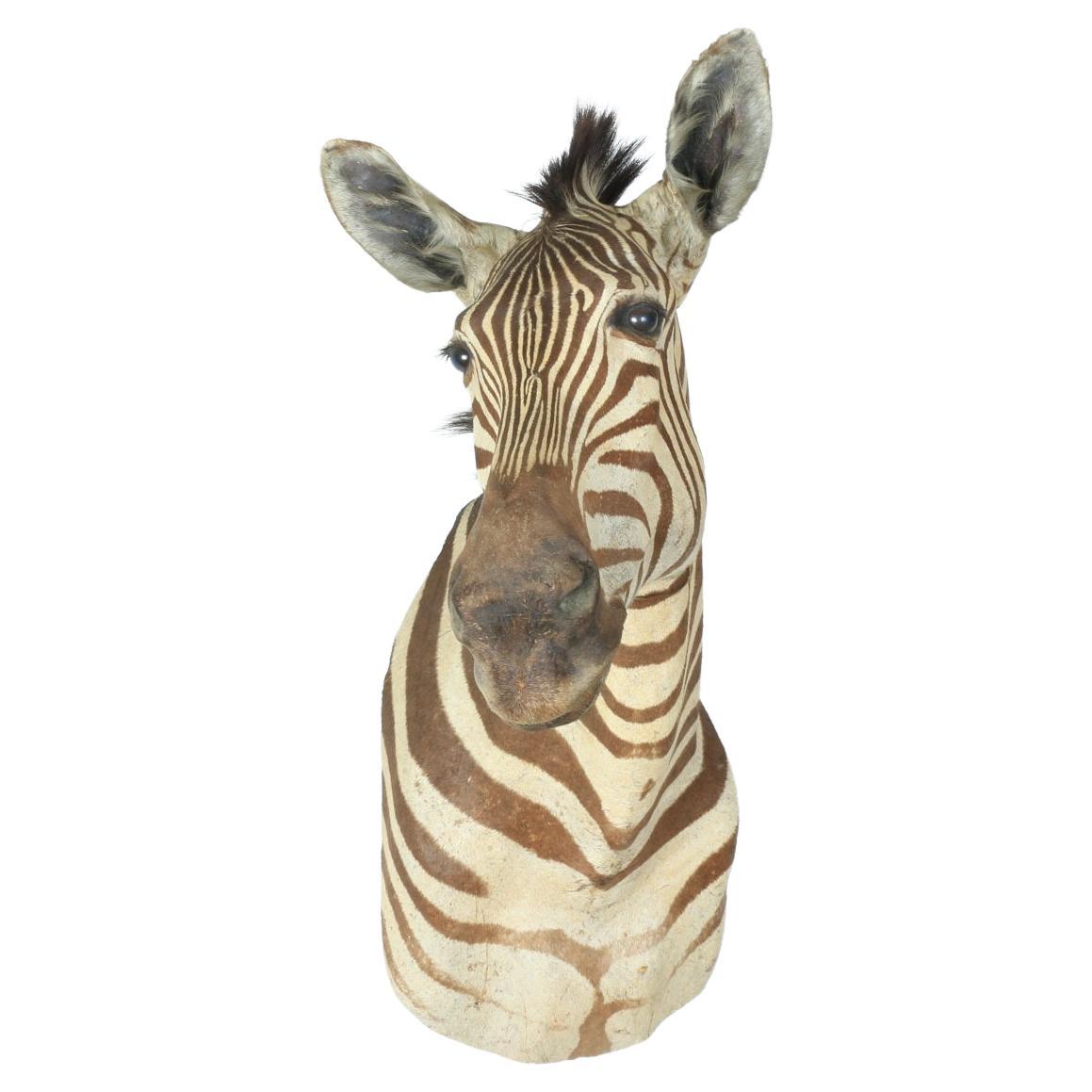 Zebra Head Sculpture For Sale at 1stDibs