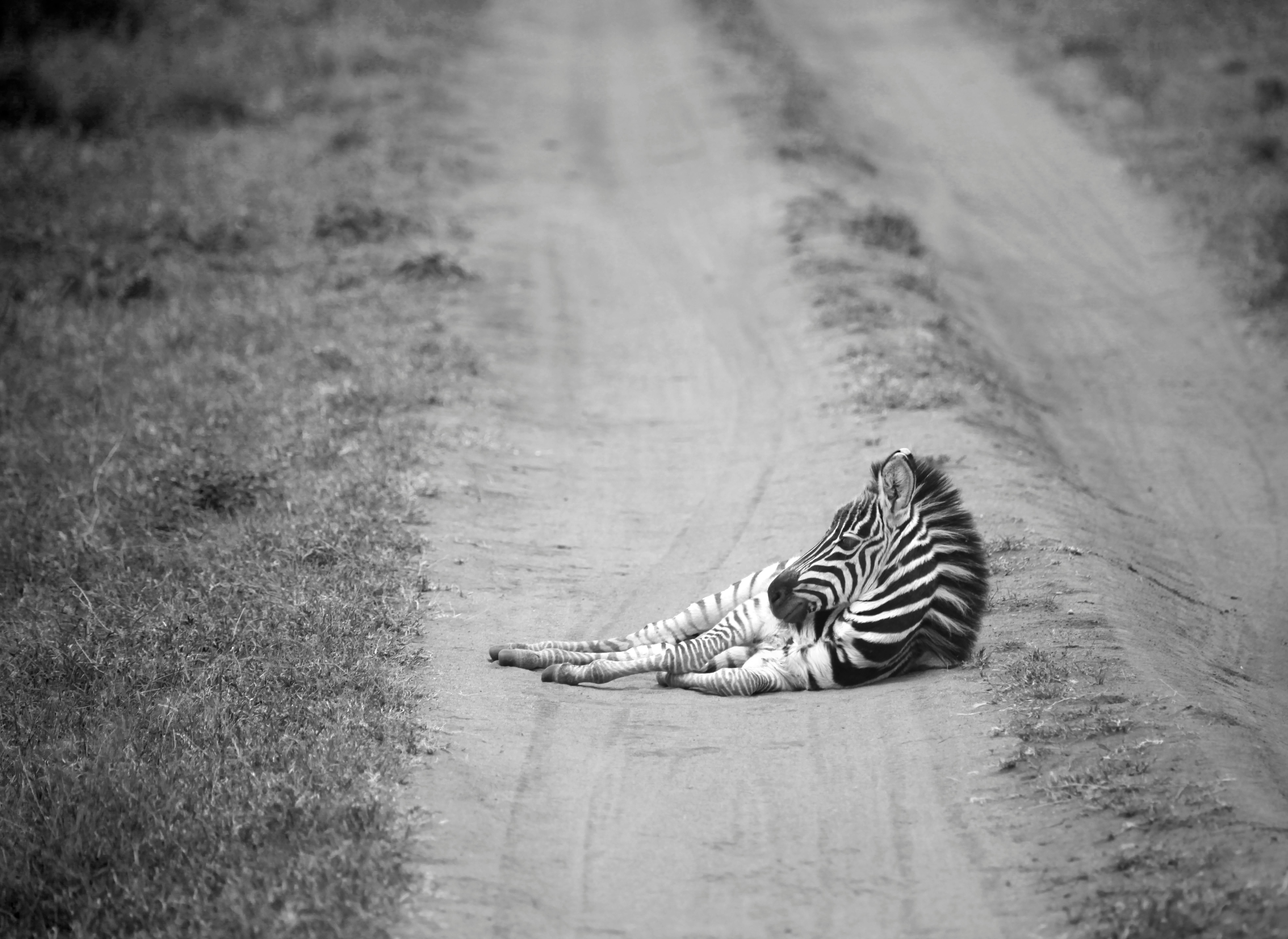 Baby zebra relaxing in the warm dirt - Ngorongoro Crater, Tanzania, January, 2011. Edition of 20. Unframed.

Carolyn Ann Schroeder is an artist and attorney who was born and raised in the Chicago area. Being artistic from a young age, she went on