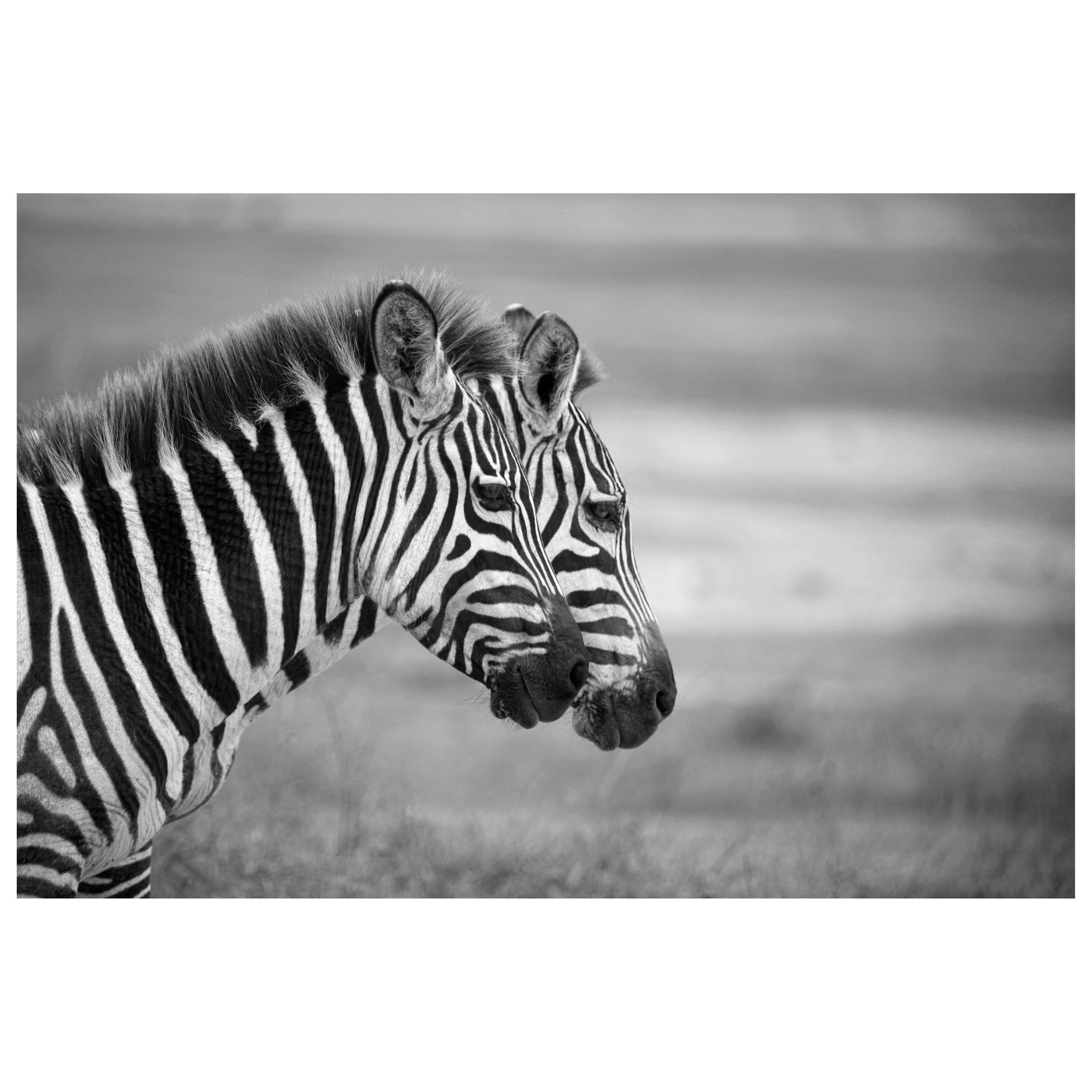 "Zebras, " black and white photograph by Carolyn Schroeder For Sale