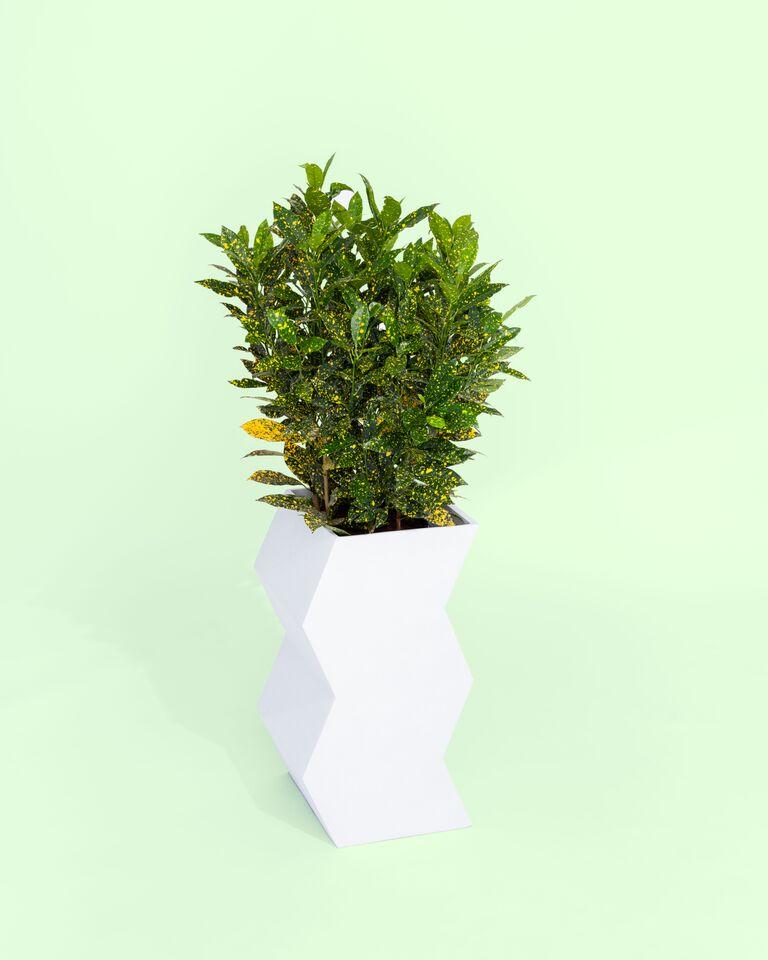 modern white planter