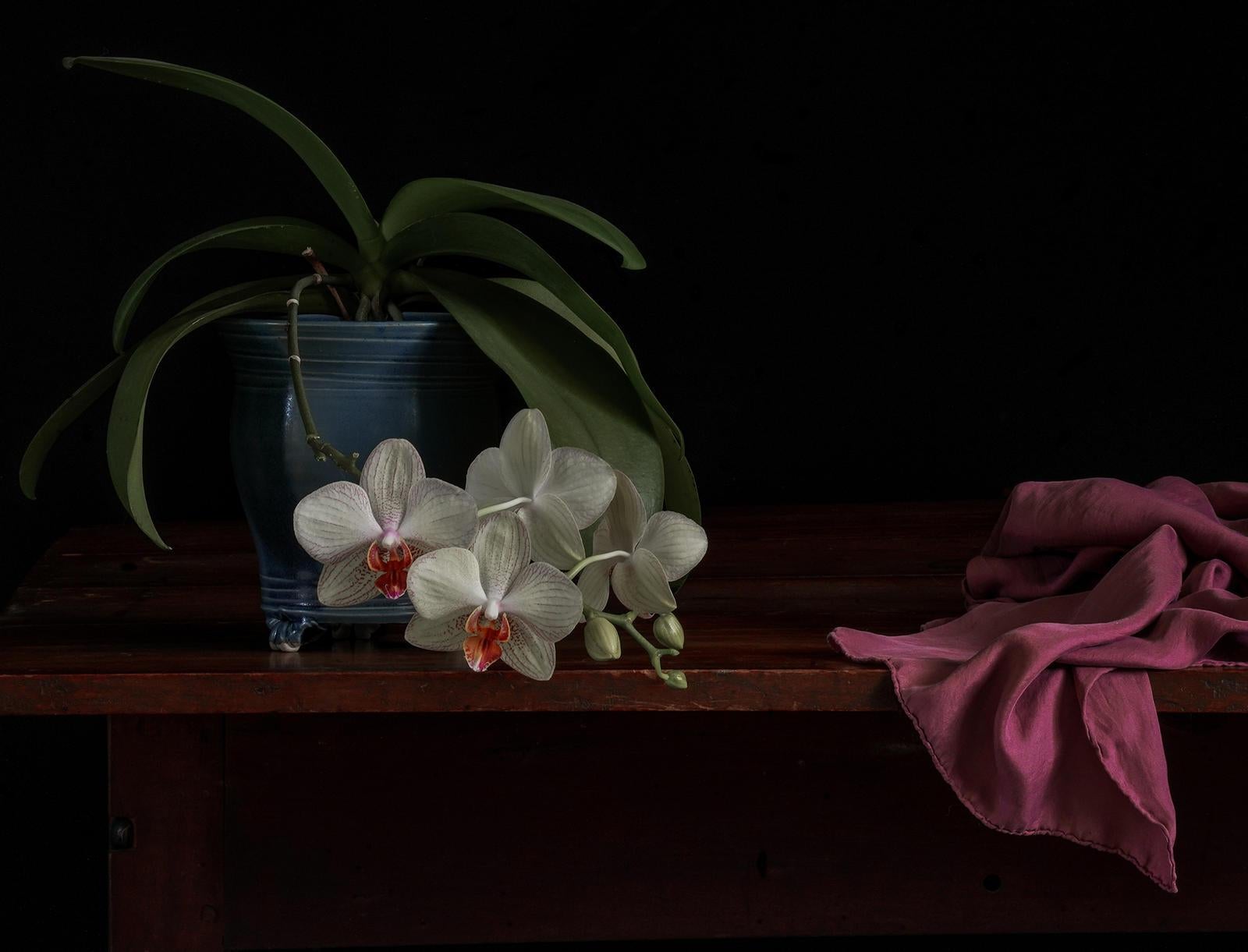 Zoë Zimmerman Still-Life Photograph - Pandemic #53