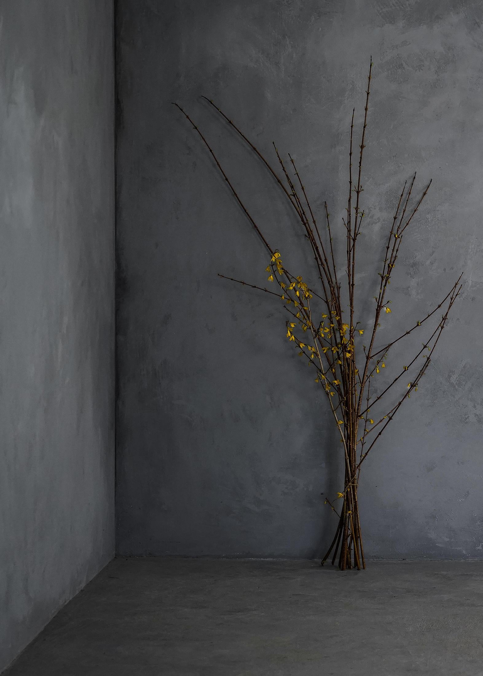 Still-Life Photograph de Zoë Zimmerman - Cuarentena nº 1 (Día nº 4)