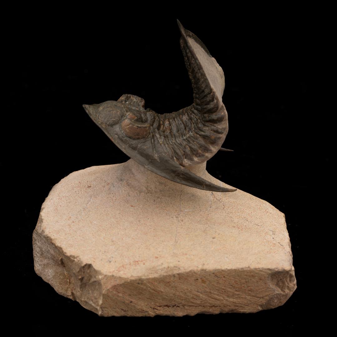 Zlichovaspis Teppichosa Trilobit aus Marokko // 160 Gramm // 400 Millionen Jahre alt im Zustand „Hervorragend“ im Angebot in New York, NY