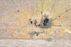 "Animals Feeding" Framed Contemporary Minimalist Landscape Photograph