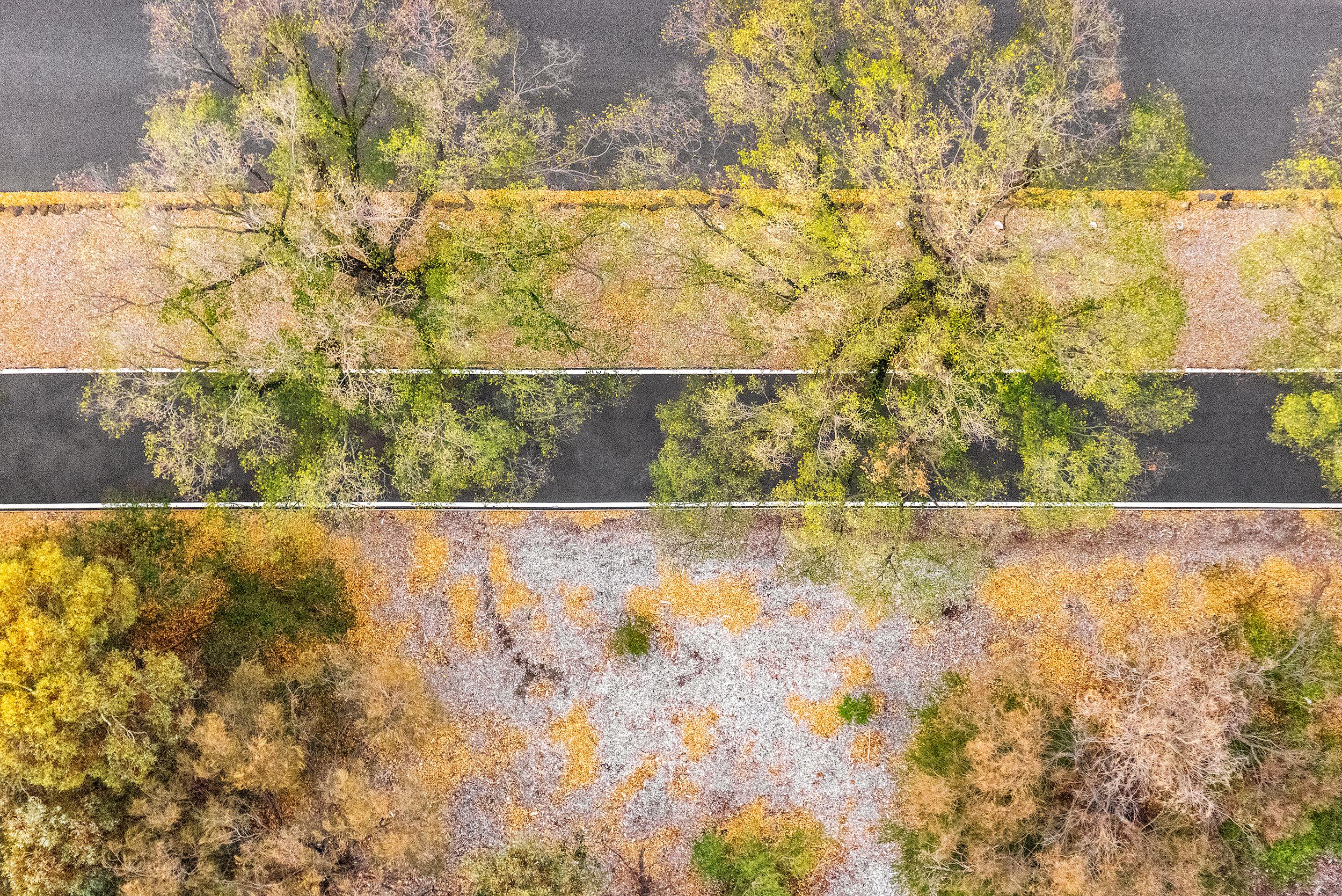 Zoe Wetherall Abstract Photograph – "Herbstbäume" Contemporary Minimalist Landscape Photograph