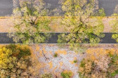 "Autumn Trees" Contemporary Minimalist Landscape Photograph