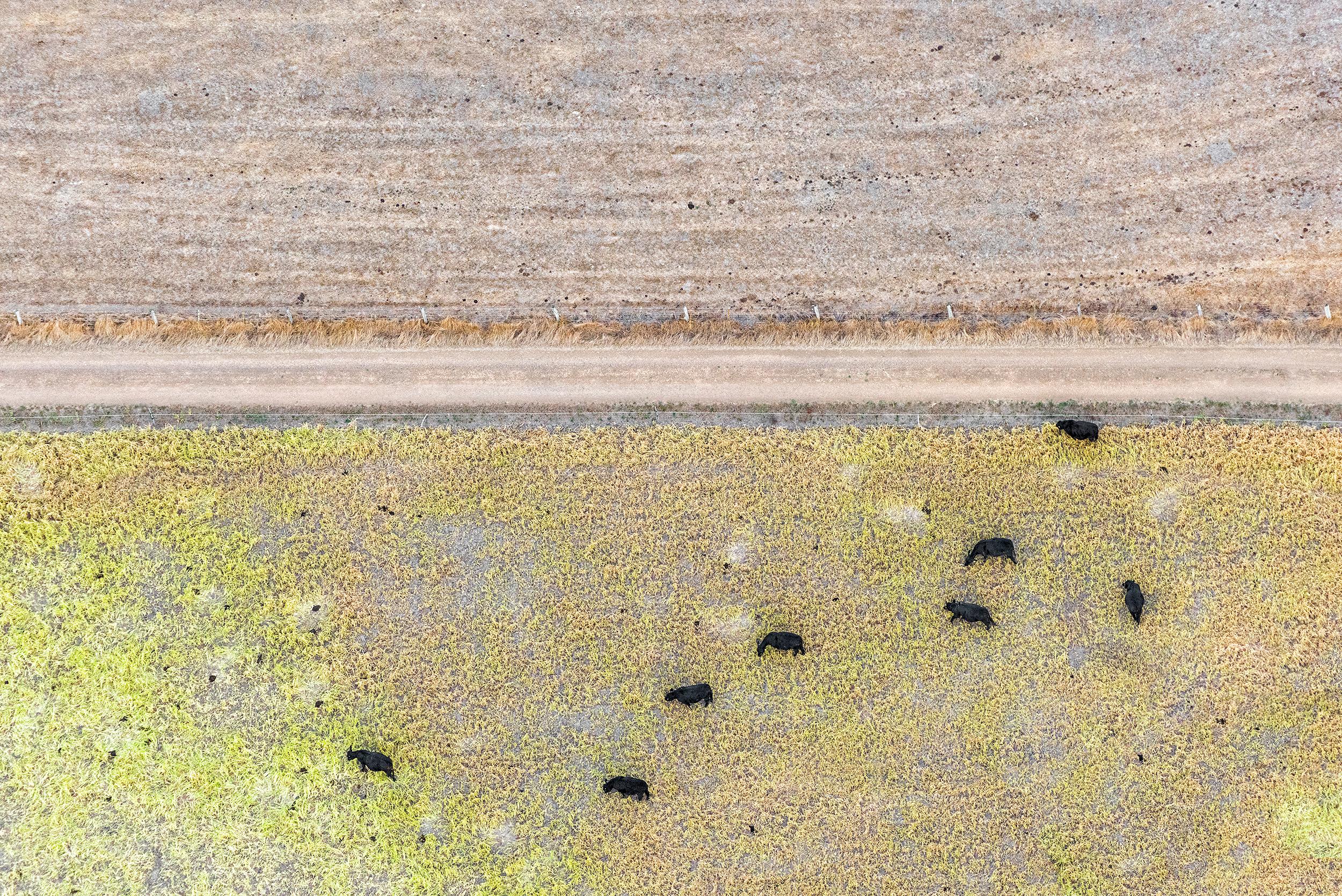Zoe Wetherall Abstract Photograph - "Cows in the Grass"  Contemporary Abstract Aerial Landscape (Color Photograph)