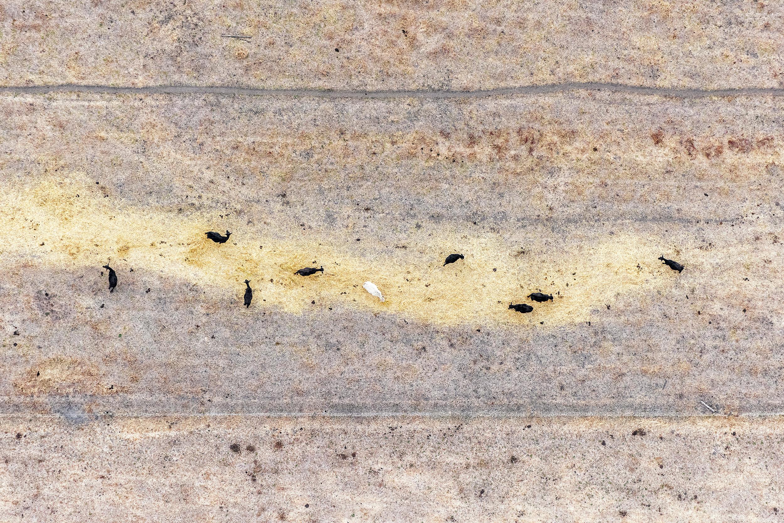 "Line of Cows" Contemporary Abstract Aerial Landscape (Color Photograph), 