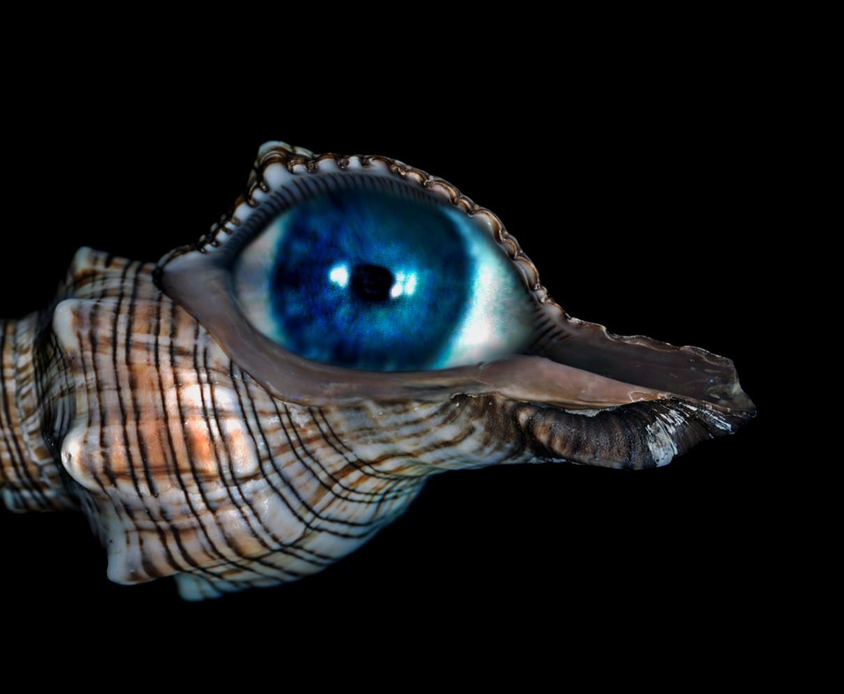 Zoltan Gerliczki a profité des circonstances mondiales pour s'imposer comme un artiste qui traverse les frontières. Les images de Gerliczki sont une continuation du voyage de l'artiste de l'inconnu au numérique, essayant constamment de créer un