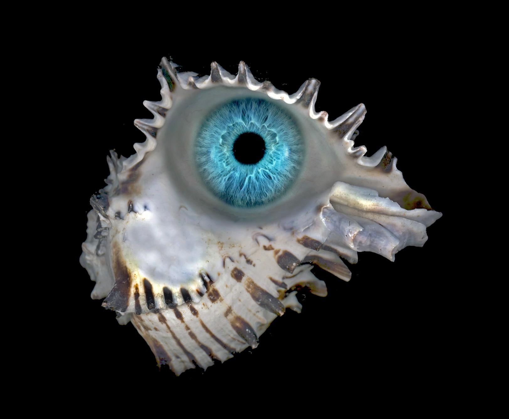 Bleu de Belgique #1. Photographie couleur - Noir Color Photograph par Zoltan Gerliczki