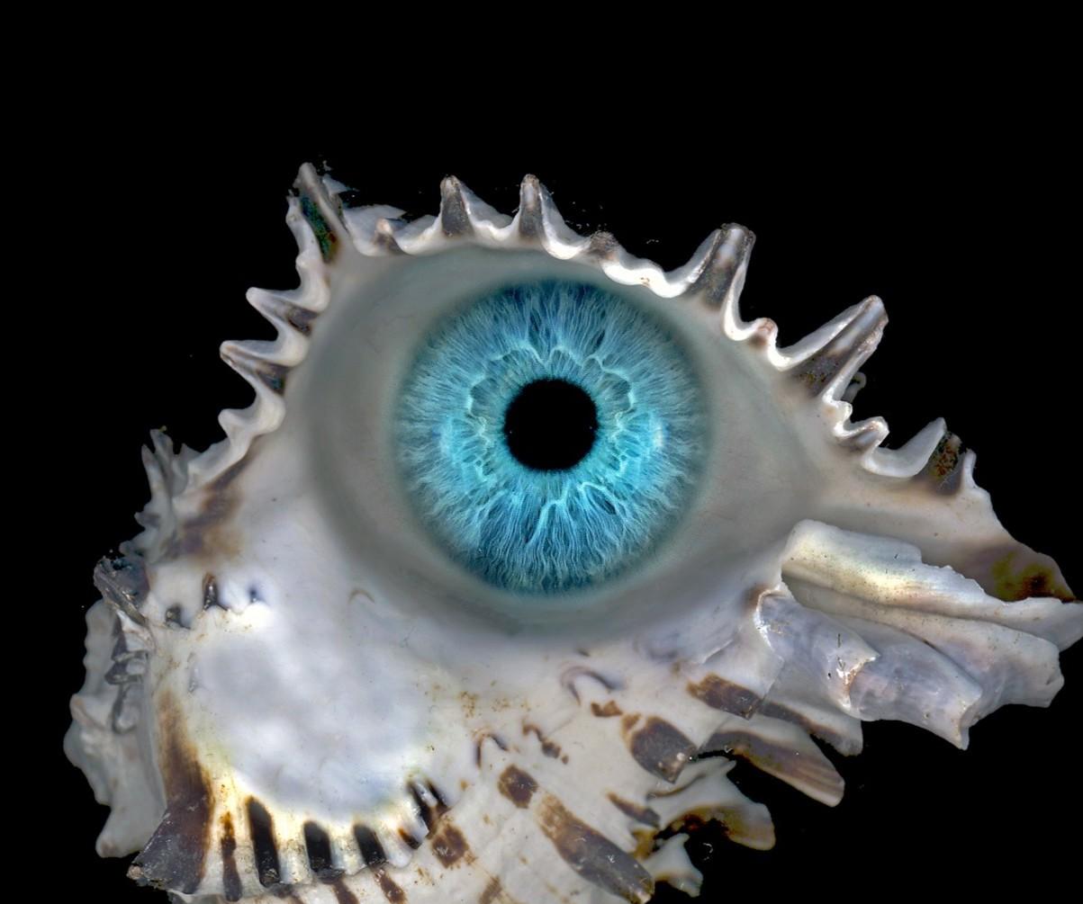 Zoltan Gerliczki a profité des circonstances mondiales pour s'imposer comme un artiste qui traverse les frontières. Les images de Gerliczki sont une continuation du voyage de l'artiste de l'inconnu au numérique, essayant constamment de créer un