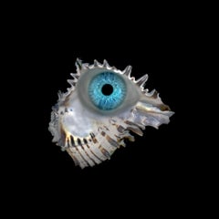 Belgium Blue #1. Color Photograph