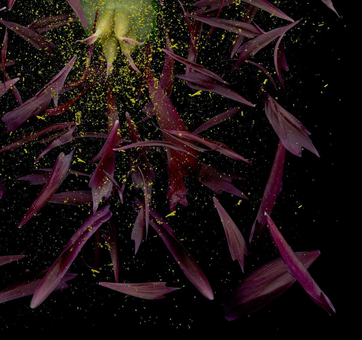 Broken Celebrity. #4. Color Photograph For Sale 2