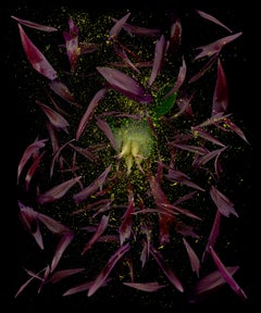 Zoltan Gerliczki - Gebrochene Berühmtheit. #4. Farbfotografie Gebrochene Berühmtheit. #4. Farbfotografie