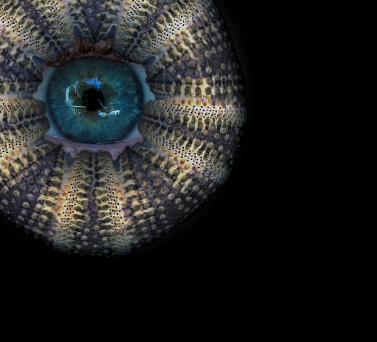 Bleu corail #1. Photographie couleur - Noir Color Photograph par Zoltan Gerliczki