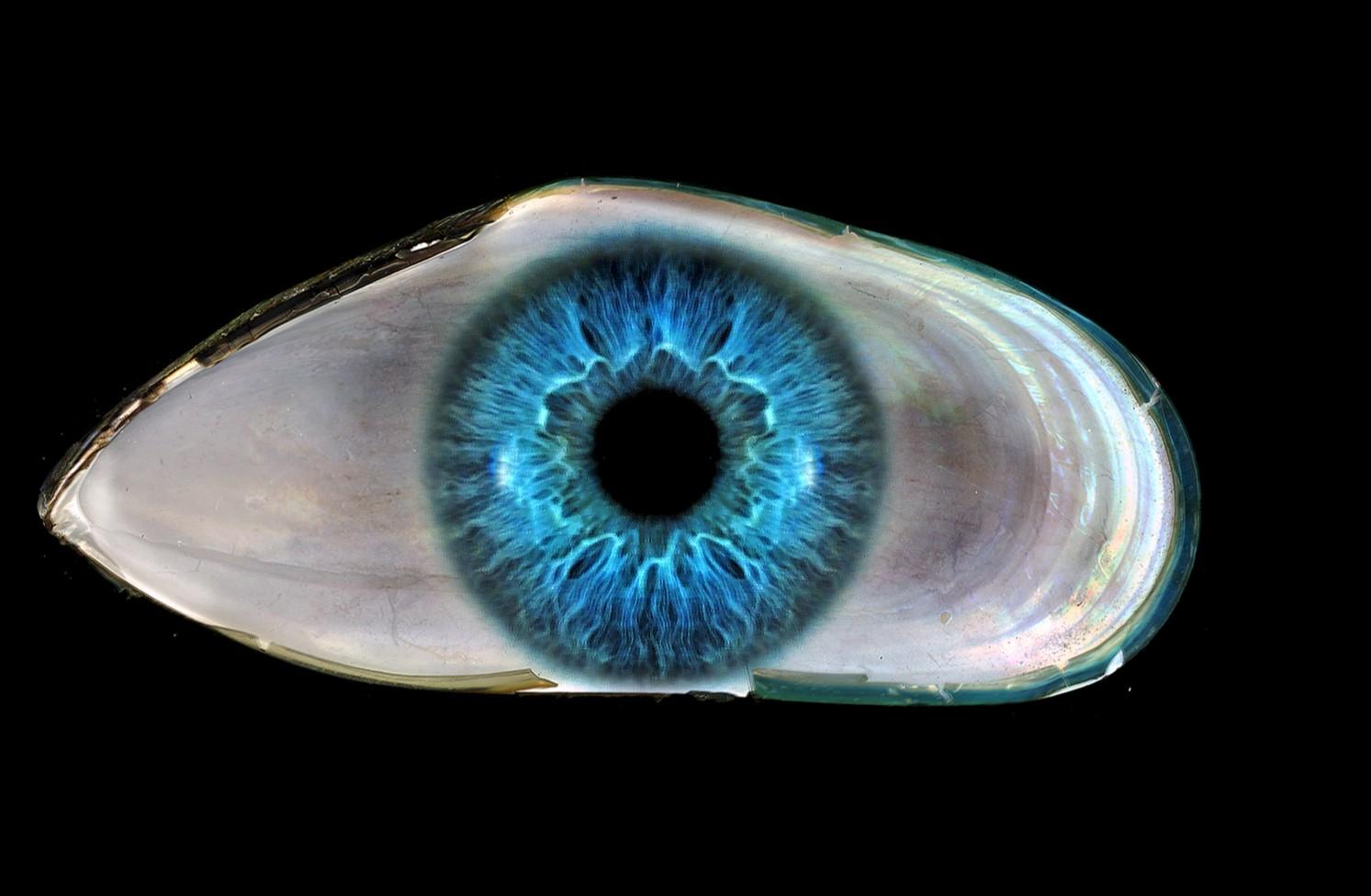 Bleu anglais #1. Photographie couleur - Noir Color Photograph par Zoltan Gerliczki