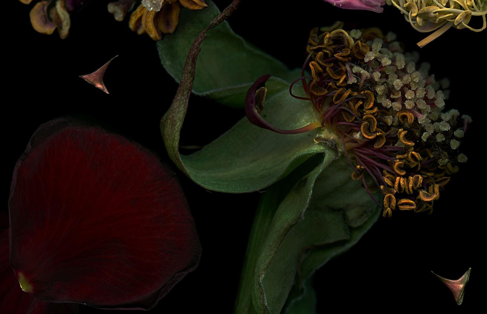 Rose Base. #1. Color Photograph For Sale 1