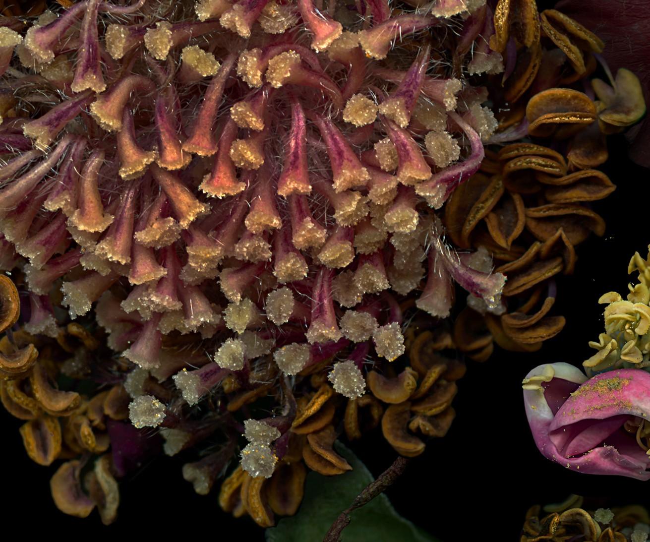 Rose Base. #1. Color Photograph For Sale 2