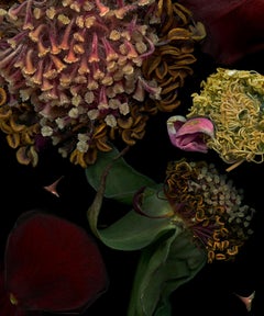 Zoltan Gerliczki - Rose Basis. #1. Farbfotografie Rose Basis. #1. Farbfotografie