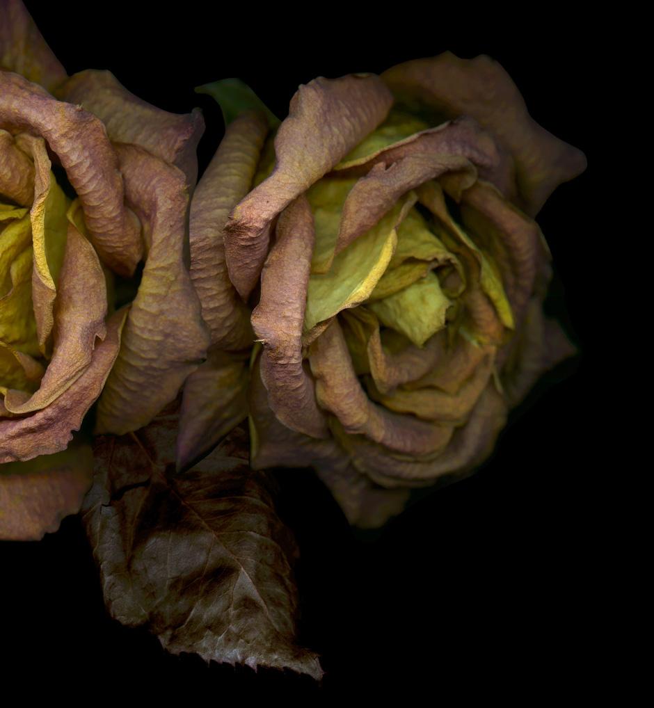 Three dry pink-orange roses, 2021 by Zoltan Gerliczki
From the series Still Life
Archival Pigment Print 
Image size: 25.5 in H x 31.5 in W.
Edition of 6 + 2AP
Unframed

As an artist, He is fascinated by the opulence and richness of still life of the