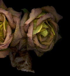 Three dry pink-orange roses. Digital Collage Color Photograph