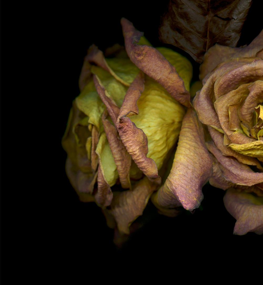 Three dry pink-orange roses. Digital Collage  Color Photograph For Sale 1