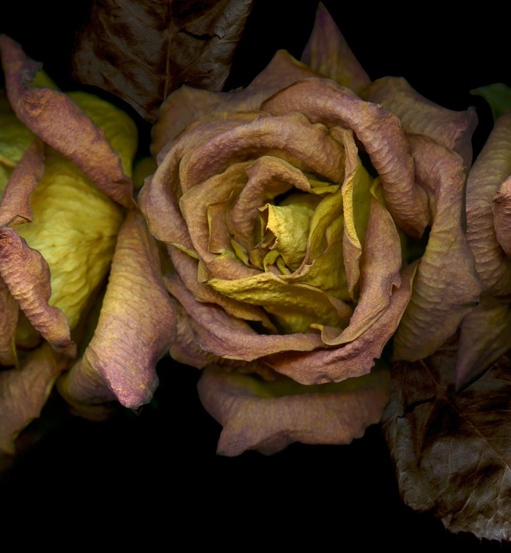 Three dry pink-orange roses. Digital Collage  Color Photograph For Sale 2