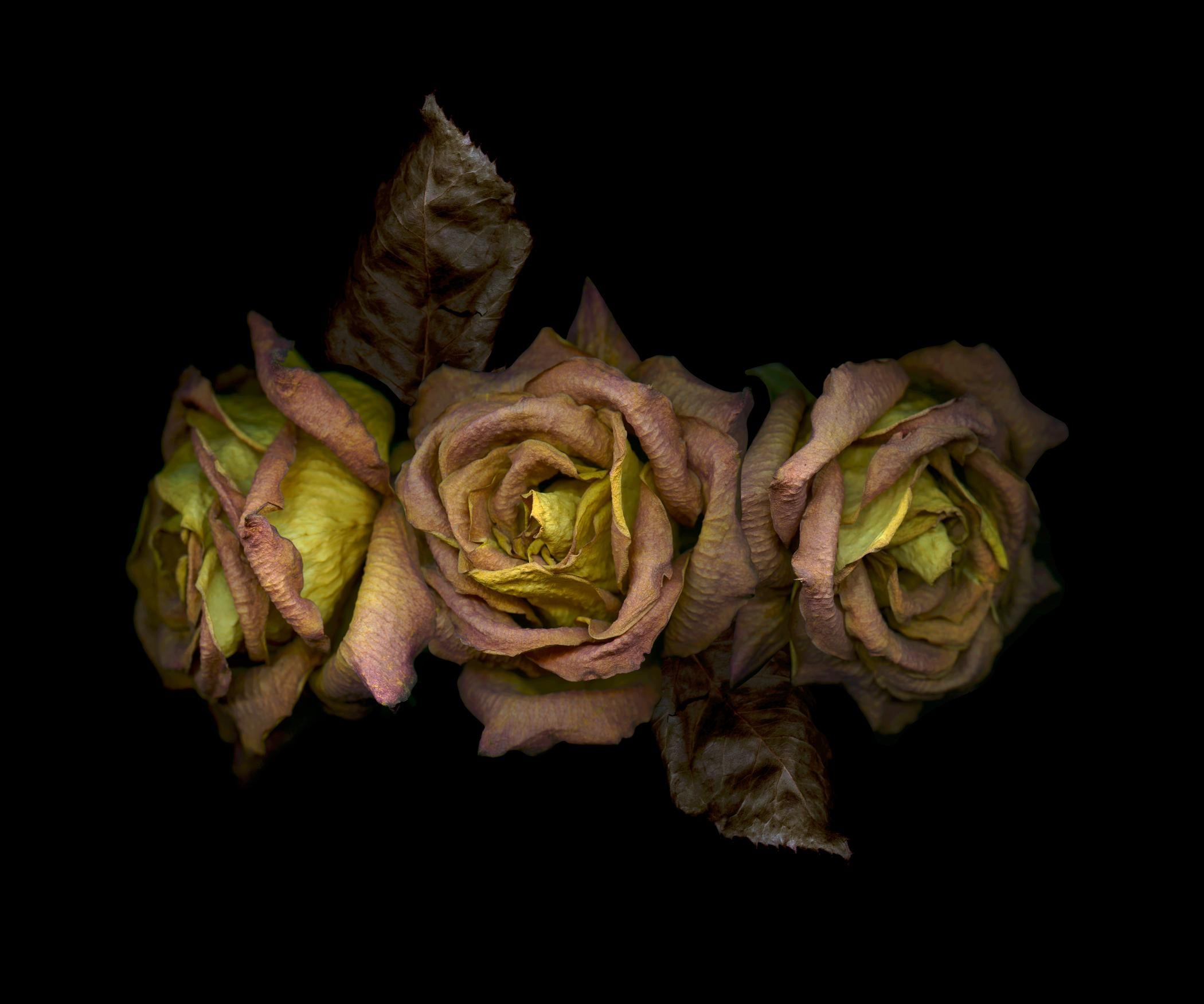 Drei trockene rosa-orangefarbene Rosen. Digitale Collage  Farbfotografie