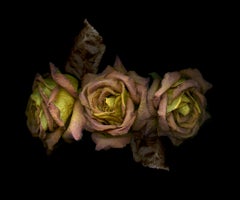 Used Three dry pink-orange roses. Digital Collage  Color Photograph