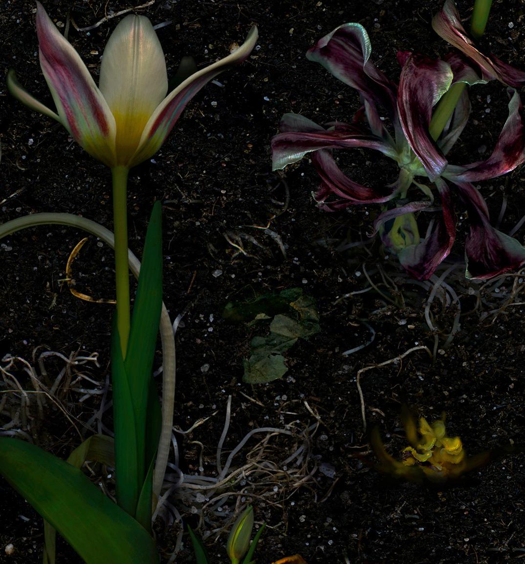 Tulip regenerations. Digital Collage Color Photograph For Sale 1
