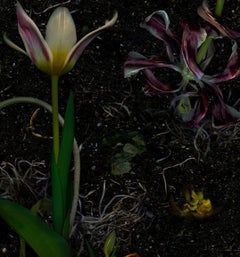 Tulip regenerations. Digital Collage Color Photograph