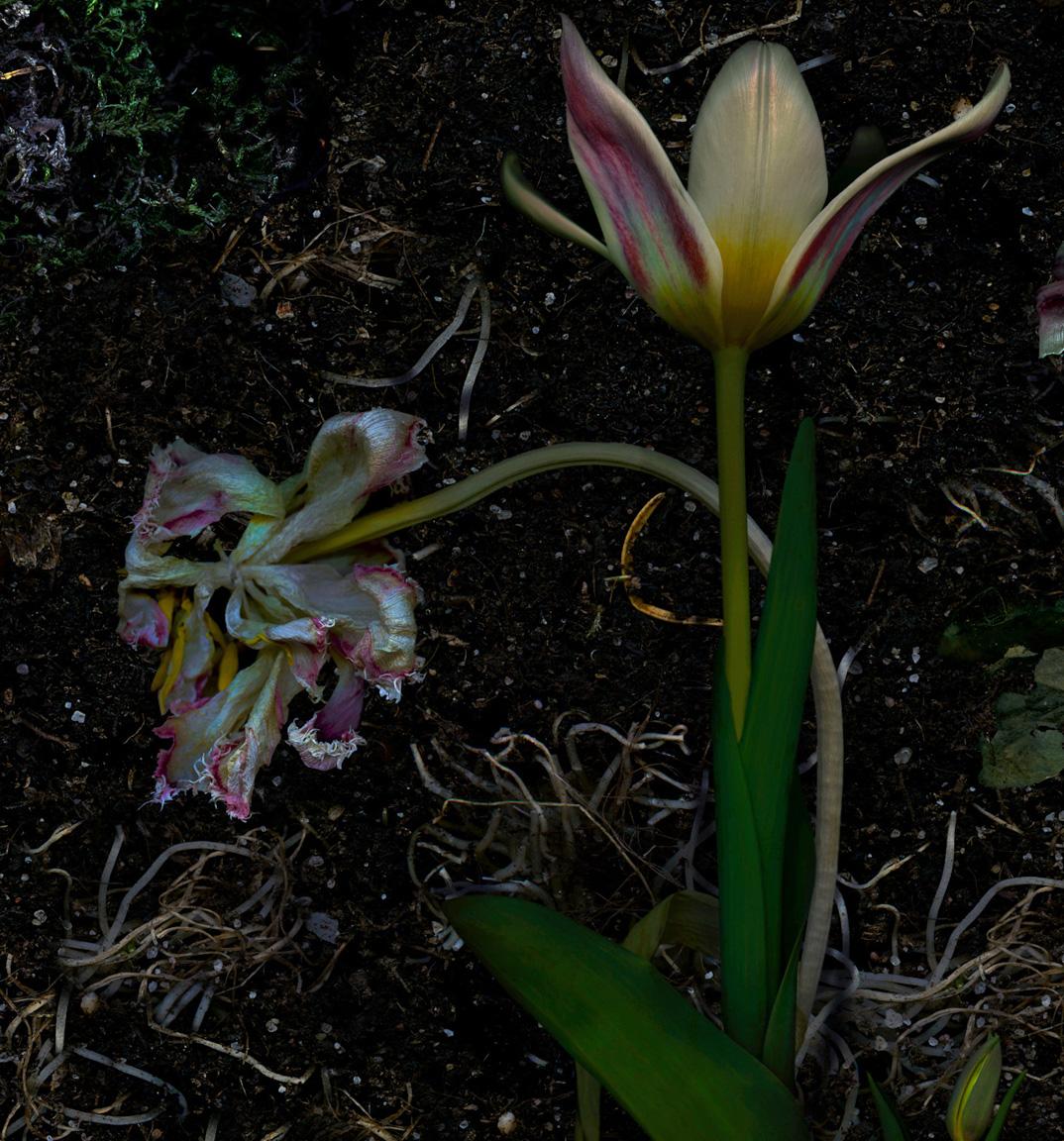 Régénérations de tulipes. Photographie numérique à collage de couleur en vente 1