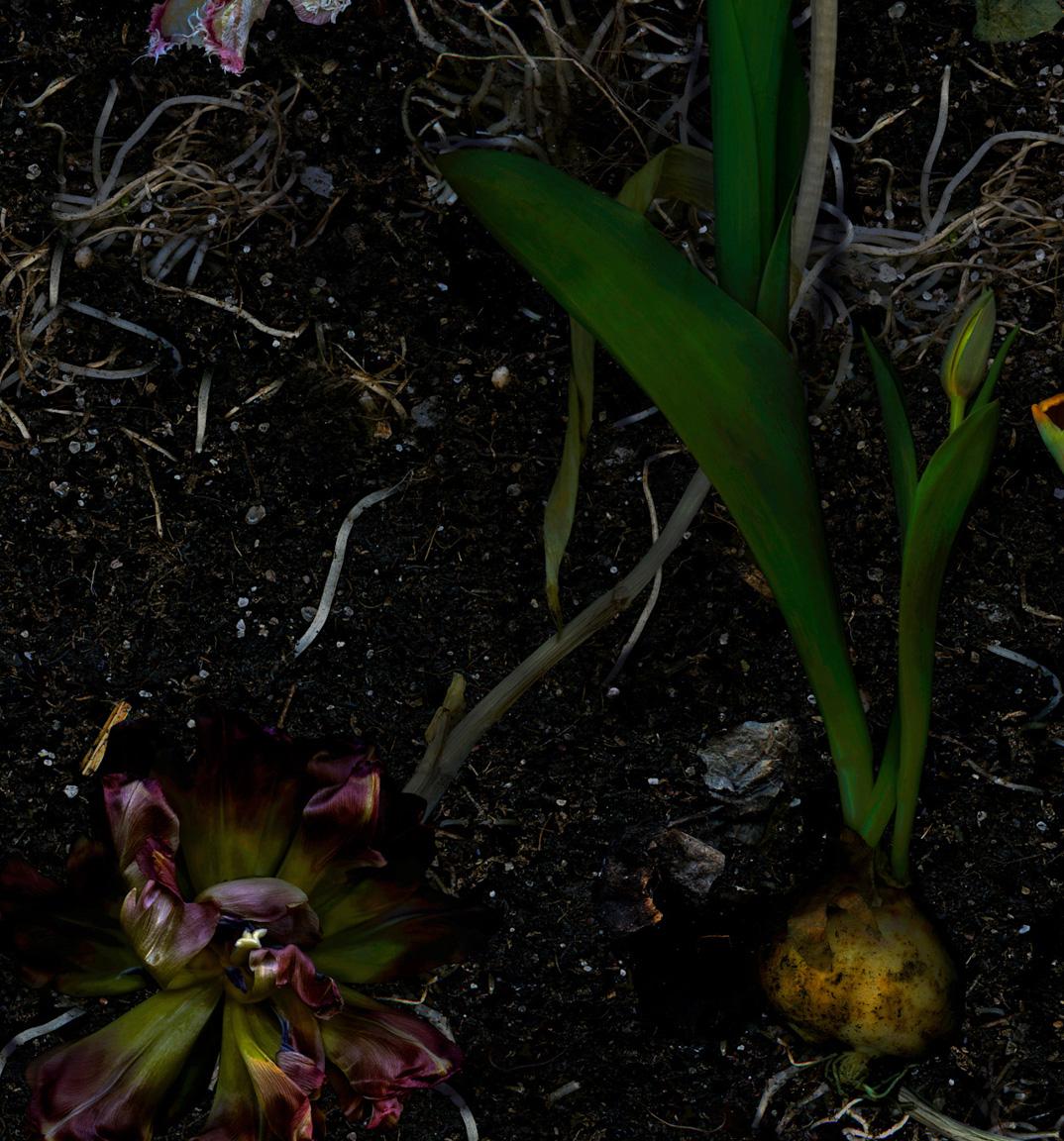 Régénérations de tulipes. Photographie numérique à collage de couleur en vente 2