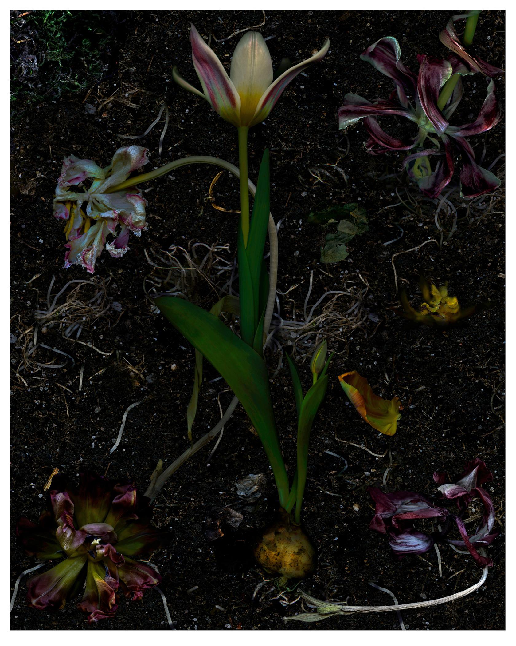Color Photograph Zoltan Gerliczki - Régénérations de tulipes. Photographie numérique à collage de couleur