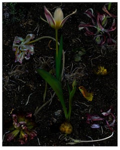 Used Tulip regenerations. Digital Collage Color Photograph