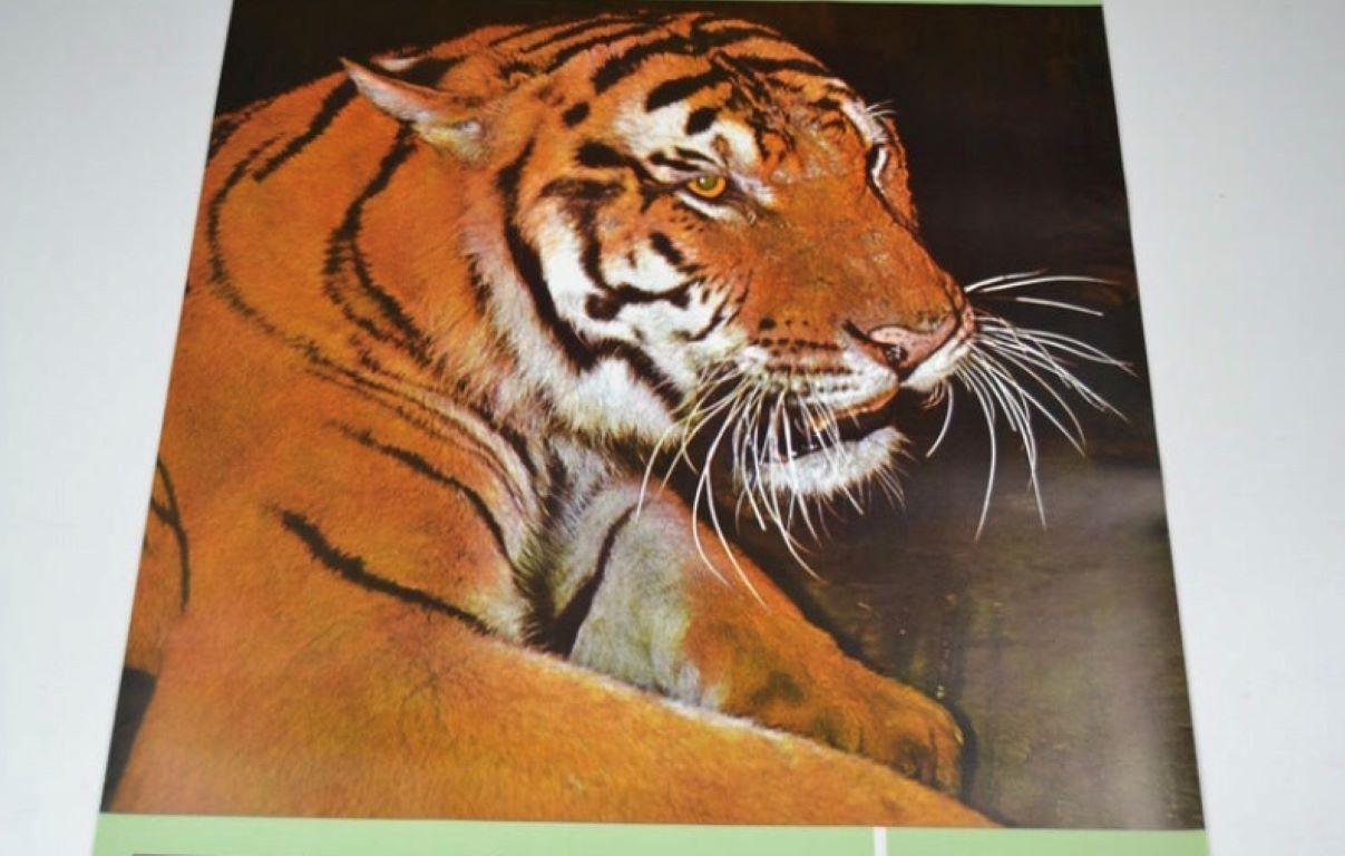 Mid-Century Modern Zoo Antwerp Poster with Tiger, 1960s For Sale