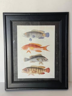 Zoological Chromolithograph of Fishes