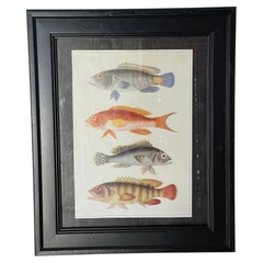 Zoological Chromolithograph of Fishes