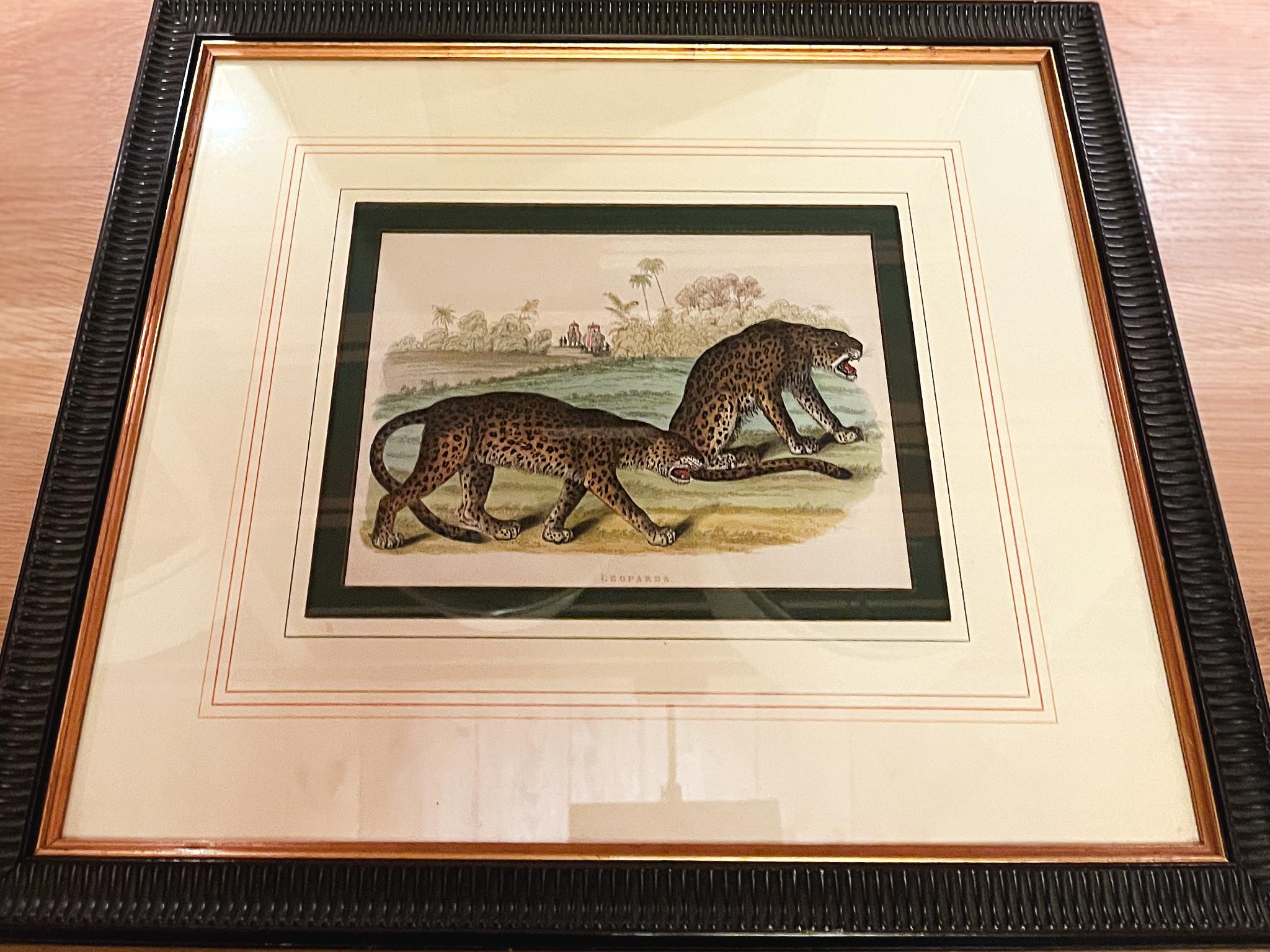 Grabados zoológicos de William Panormo - Lote de 4 Vidrio en venta