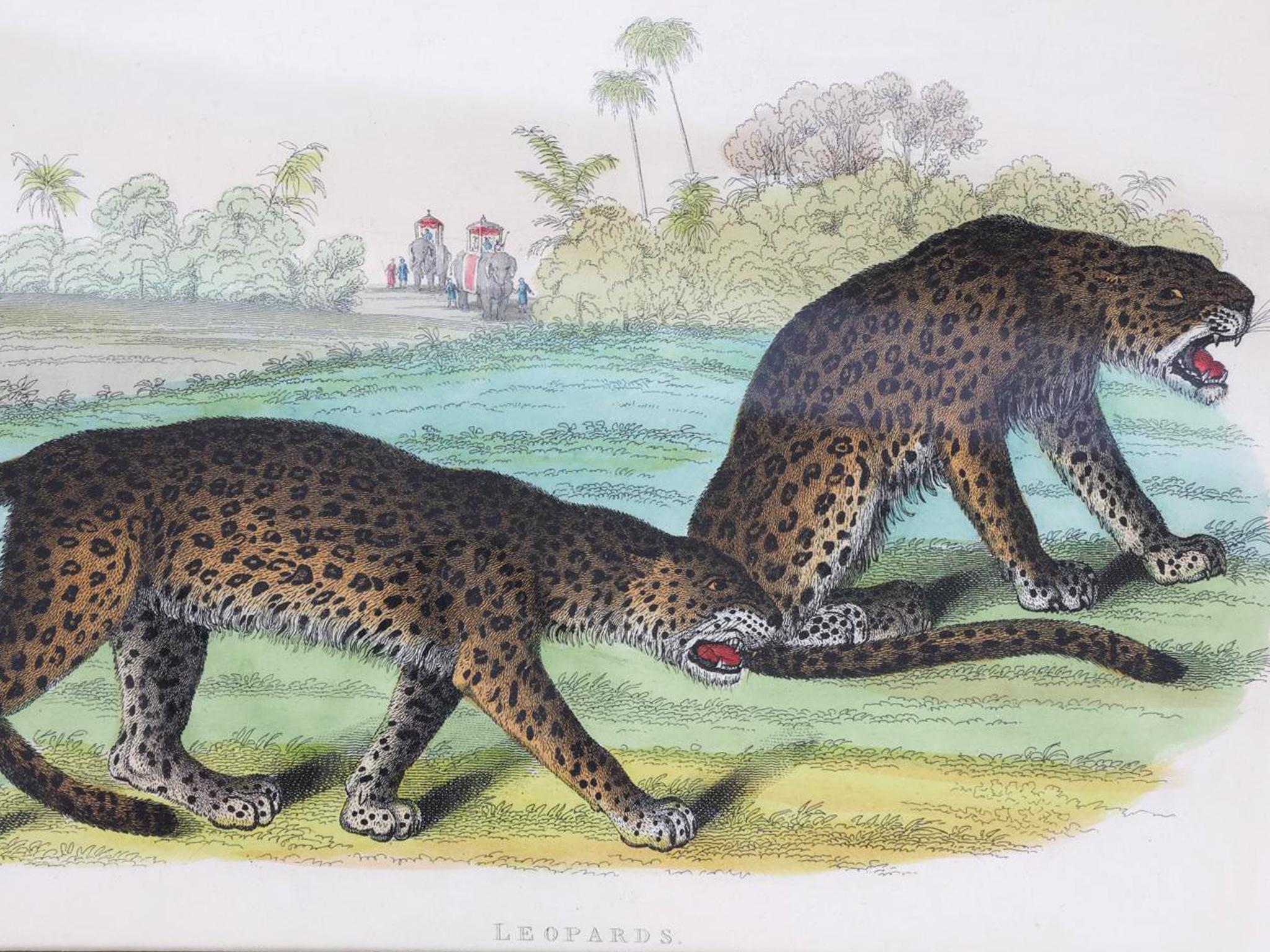 Grabados zoológicos de William Panormo - Lote de 4 en venta 1