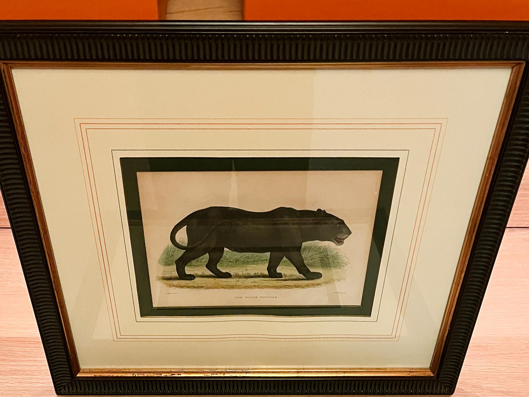 Grabados zoológicos de William Panormo - Lote de 4 en venta 2