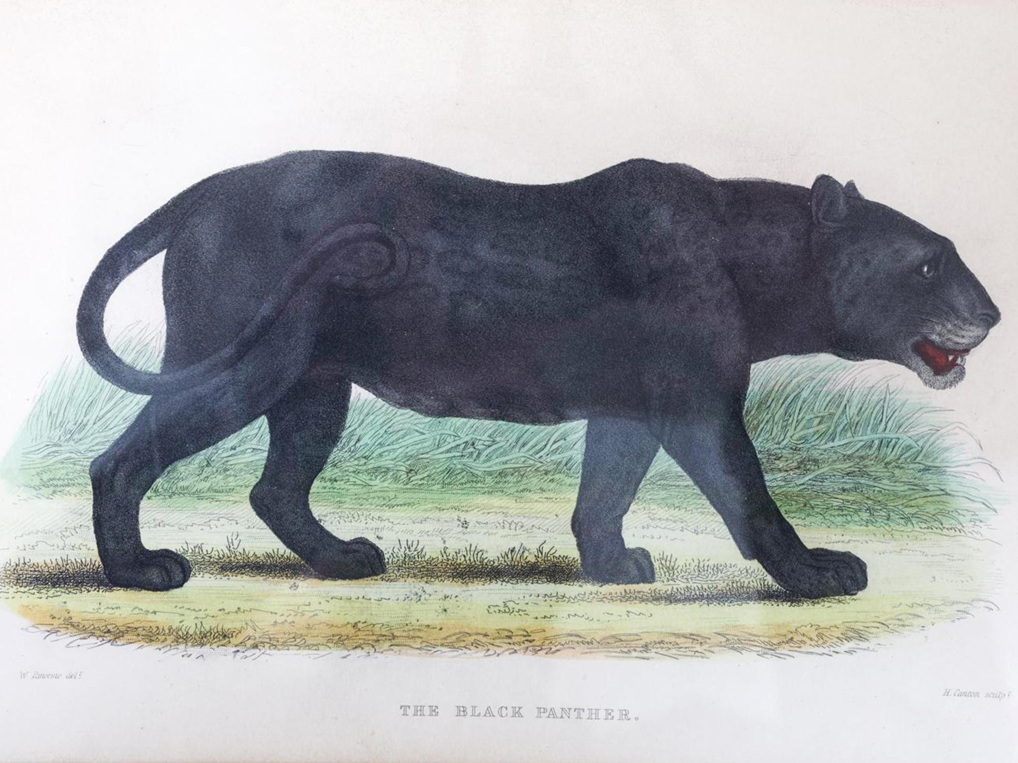Grabados zoológicos de William Panormo - Lote de 4 en venta 3