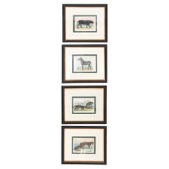 Zoological Etchings by William Panormo - A Set of 4