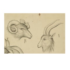 Zoological Lithograph of Ungulates 1912 on Cardboard by H Aschehoug & Co Norway