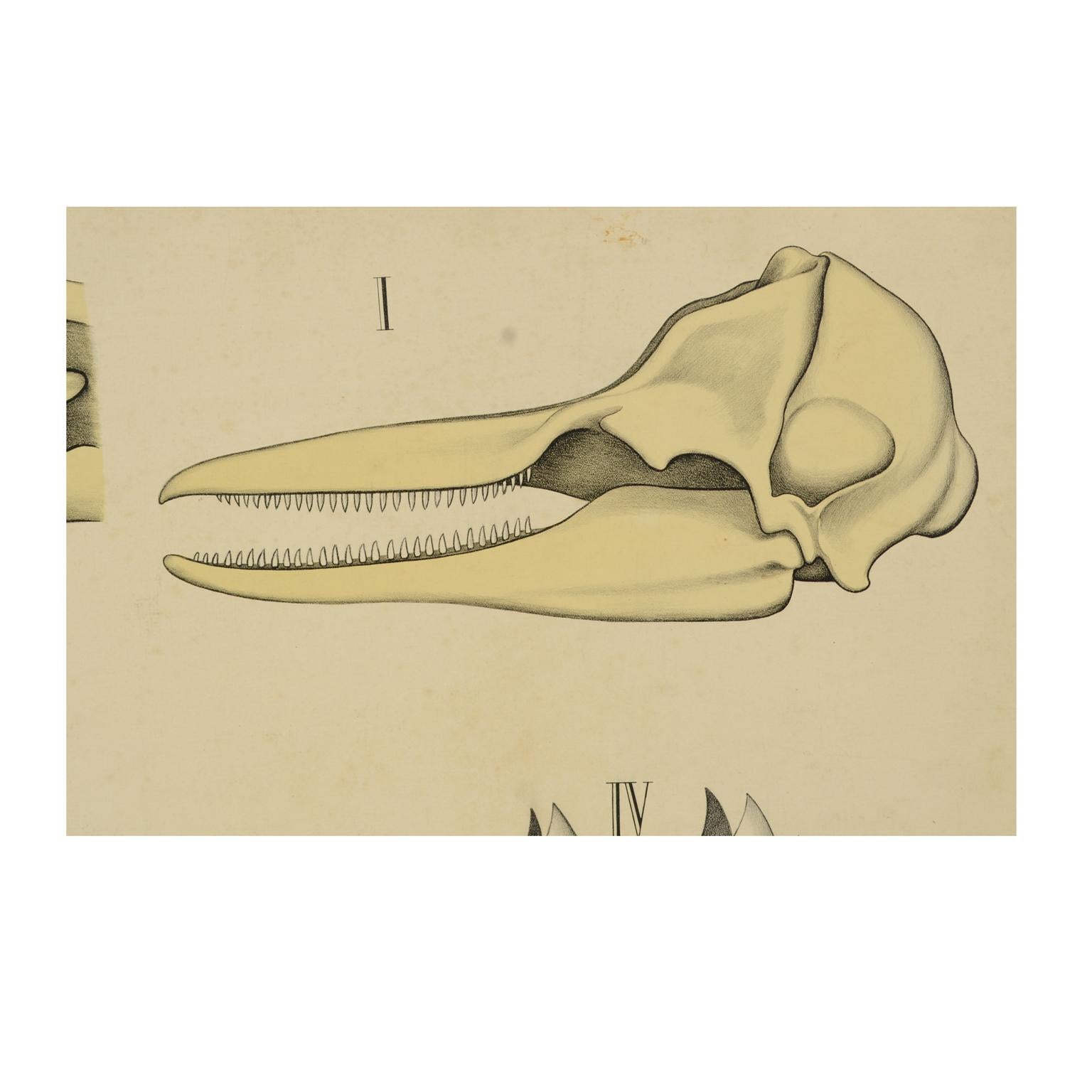 Zoologische Lehrtafel Nr. 15 Lithographie auf Karton aus dem Jahr 1912, die die Zähne einiger Tiere zeigt. Dybdhals Zoologiske Plancher P.M.Bye & Co Oslo. Hergestellt von H Aschehoug & Co. Guter Zustand. Maße: 74,3 x 60 cm - Zoll 29,2x23,5.

H.