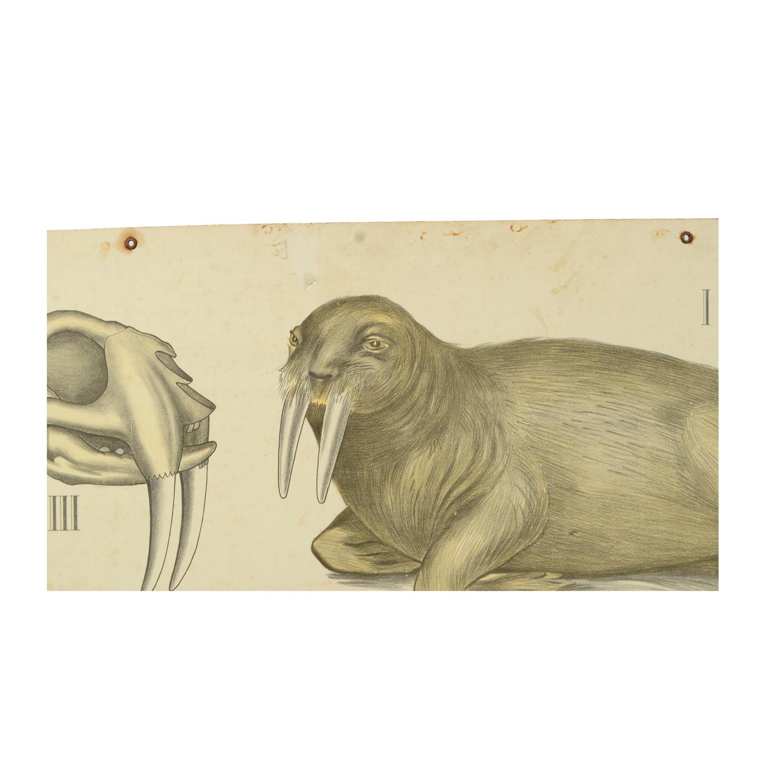 Zoologische Lehrtafel Nr. 21 Lithographie auf Karton aus dem Jahr 1912, die Wasserraubtiere darstellt. Dybdhals Zoologiske Plancher P.M.Bye & Co Oslo. Hergestellt von H Aschehoug & Co. Guter Zustand. Maße: 74.3 x 60 cm. - zoll 29,2 x 23,6.
H.