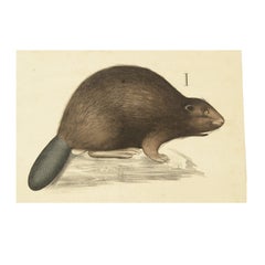 Litografia zoologica Roditori 1912 su cartone di H. H. & Co, Norvegia