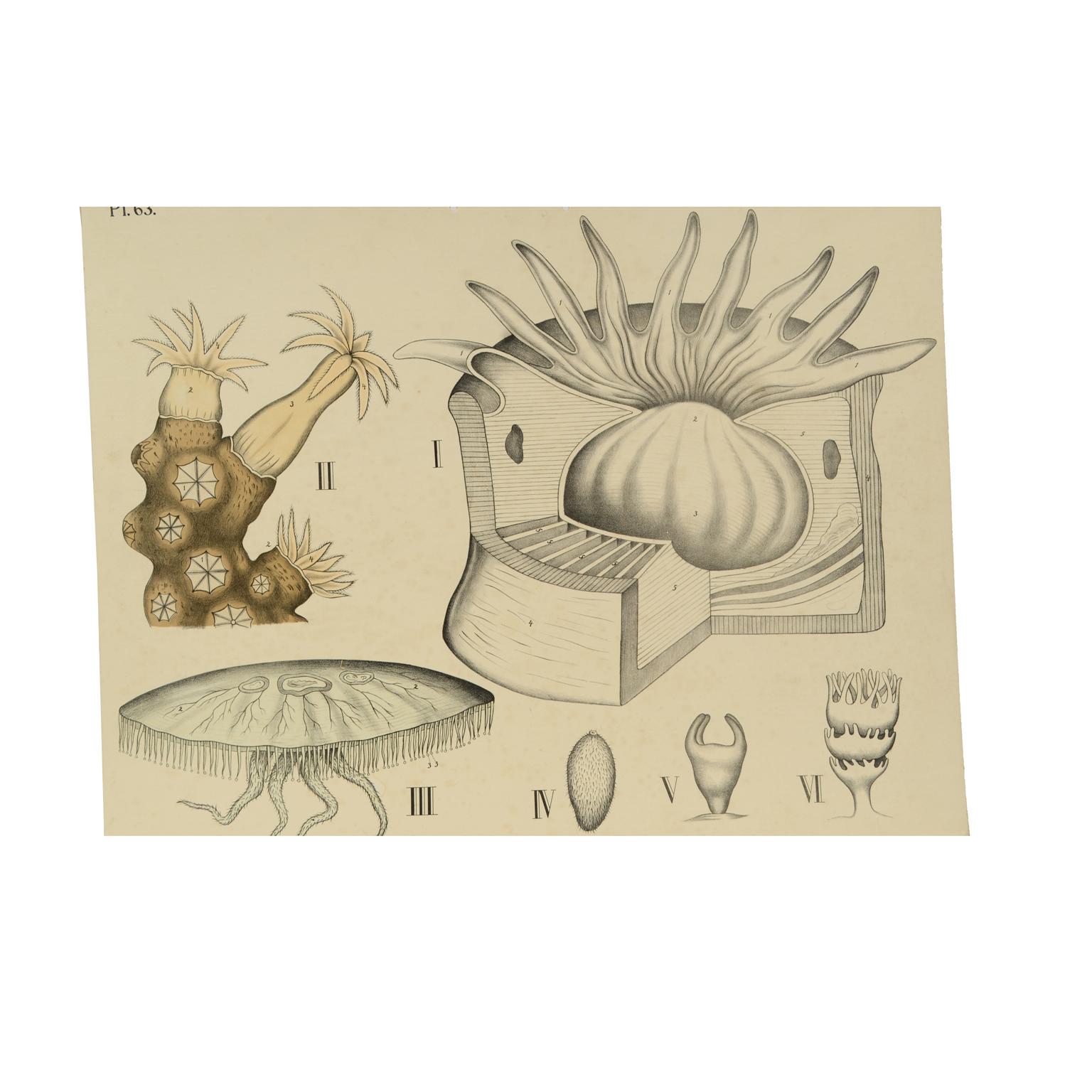 Zoological didactic plate n. 63 lithograph on cardboard made in 1912 depicting the family of coelenterates with jellyfish, coral and sea anemone. Dybdhals Zoologiske Plancher P.M.Bye & Co Oslo. Made by H Aschehoug & Co. Good condition. Measures: