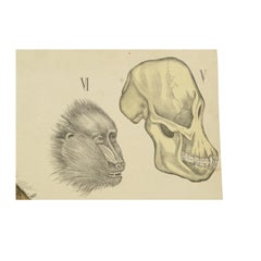 Zoological Lithograph Monkeys and Insectivores 1912 by H Aschehoug & Co, Norway