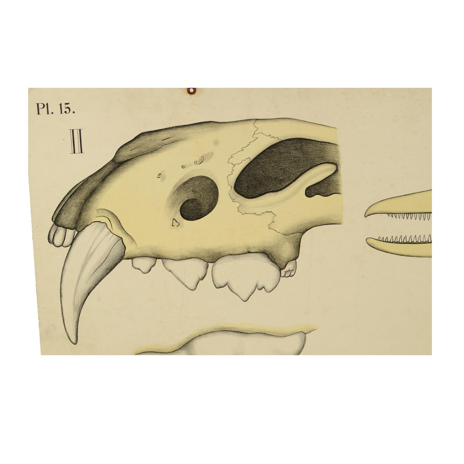 Norwegian Zoological Lithograph Teeth of some Animals 1912 by H Aschehoug & Co, Norway For Sale